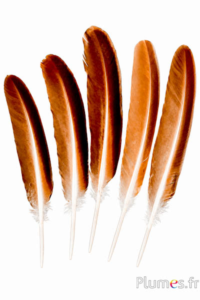Pauw blauw - 32-38 cm - natuurlijk bruin-crème-chocolade